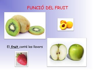 FUNCIÓ DEL FRUIT
El fruit conté les llavors
 