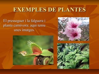 EXEMPLES DE PLANTESEXEMPLES DE PLANTES
El presseguer i la falguera iEl presseguer i la falguera i
planta carnívora: aquí teniuplanta carnívora: aquí teniu
unes imatges.unes imatges.
 