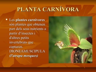 PLANTA CARNÍVORAPLANTA CARNÍVORA
 LesLes plantes carnívoresplantes carnívores
són plantes que obtenensón plantes que obtenen
part dels seus nutrients apart dels seus nutrients a
partir d‘insectes ipartir d‘insectes i
d'altres petitsd'altres petits
invertebrats queinvertebrats que
capturen.capturen.
DIONEAMUSCIPULADIONEAMUSCIPULA
(l'atrapa mosques)(l'atrapa mosques)
 
