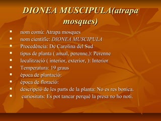 DIONEA MUSCIPULA(atrapaDIONEA MUSCIPULA(atrapa
mosques)mosques)
 nom comú: Atrapa mosquesnom comú: Atrapa mosques
 nom científic:nom científic: DIONEA MUSCIPULADIONEA MUSCIPULA
 Procedència: De Carolina del SudProcedència: De Carolina del Sud
 tipus de planta ( anual, perenne,): Perennetipus de planta ( anual, perenne,): Perenne
 localització ( interior, exterior, ): Interiorlocalització ( interior, exterior, ): Interior
 Temperatura: 19 grausTemperatura: 19 graus
 època de plantació:època de plantació:
 època de floració:època de floració:
 descripció de les parts de la planta: No es res bonica.descripció de les parts de la planta: No es res bonica.
 curiositats: Es pot tancar perquè la presa no ho noti.curiositats: Es pot tancar perquè la presa no ho noti.
 