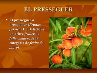 EL PRESSEGUEREL PRESSEGUER
 El presseguer oEl presseguer o
bresquiller (bresquiller (PrunusPrunus
persicapersica (L.) Batsch) és(L.) Batsch) és
un arbreun arbre fruiterfruiter dede
fulla caducafulla caduca, de la, de la
categoria decategoria de fruita defruita de
pinyol.pinyol.
 