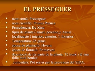 EL PRESSEGUEREL PRESSEGUER
 nom comú: Presseguernom comú: Presseguer
 nom científic: Prunus Persicanom científic: Prunus Persica
 Procedència: De XinaProcedència: De Xina
 tipus de planta ( anual, perenne,): Anualtipus de planta ( anual, perenne,): Anual
 localització ( interior, exterior, ): Exteriorlocalització ( interior, exterior, ): Exterior
 Temperatura: 25 grausTemperatura: 25 graus
 època de plantació: Hivernèpoca de plantació: Hivern
 època de floració: Primaveraèpoca de floració: Primavera
 descripció de les parts de la planta: Té tronc i té unadescripció de les parts de la planta: Té tronc i té una
fulla molt bonicafulla molt bonica
 curiositats: Pot servir per la prevenció del SIDA.curiositats: Pot servir per la prevenció del SIDA.
 