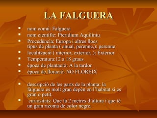 LA FALGUERALA FALGUERA
 nom comú: Falgueranom comú: Falguera
 nom científic: Pteridium Aquiliniunom científic: Pteridium Aquiliniu
 Procedència: Europa i altres llocsProcedència: Europa i altres llocs
tipus de planta ( anual, perenne,): perennetipus de planta ( anual, perenne,): perenne
 localització ( interior, exterior, ): Exteriorlocalització ( interior, exterior, ): Exterior
 Temperatura:12 a 18 grausTemperatura:12 a 18 graus
 època de plantació: A la tardorèpoca de plantació: A la tardor
 època de floració: NO FLOREIXèpoca de floració: NO FLOREIX
 descripció de les parts de la planta: ladescripció de les parts de la planta: la
falguera es molt gran depèn en l’habitat si esfalguera es molt gran depèn en l’habitat si es
gran o petit.gran o petit.
 curiositats: Que fa 2 metres d’altura i que técuriositats: Que fa 2 metres d’altura i que té
un gran rizoma de color negre.un gran rizoma de color negre.
 