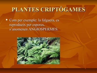 PLANTES CRIPTÒGAMESPLANTES CRIPTÒGAMES
 Com per exemple: la falguera, esCom per exemple: la falguera, es
reprodueix per espores,reprodueix per espores,
s’anomenen ANGIOSPERMES.s’anomenen ANGIOSPERMES.
 