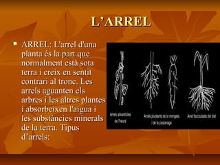 L’ARRELL’ARREL
 ARREL: L'arrel d'unaARREL: L'arrel d'una
planta és la part queplanta és la part que
normalment està sotanormalment està sota
terra i creix en sentitterra i creix en sentit
contrari al tronc. Lescontrari al tronc. Les
arrels aguanten elsarrels aguanten els
arbres i les altres plantesarbres i les altres plantes
i absorbeixen l'aigua ii absorbeixen l'aigua i
les substàncies mineralsles substàncies minerals
de la terra. Tipusde la terra. Tipus
d’arrels:d’arrels:
 