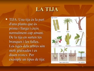 LA TIJALA TIJA
 TIJA: Una tija és la partTIJA: Una tija és la part
d'una planta que ésd'una planta que és
prima i llarga i creixprima i llarga i creix
normalment cap amunt.normalment cap amunt.
De la tija en surten lesDe la tija en surten les
branques i les fulles.branques i les fulles.
Les tiges dels arbres sónLes tiges dels arbres són
molt gruixudes i esmolt gruixudes i es
diuendiuen troncs.troncs. PerPer
exemple un tipus de tija:exemple un tipus de tija:
 