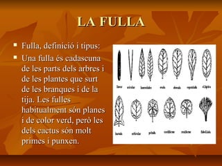 LA FULLALA FULLA
 Fulla, definició i tipus:Fulla, definició i tipus:
 Una fulla és cadascunaUna fulla és cadascuna
de les parts dels arbres ide les parts dels arbres i
de les plantes que surtde les plantes que surt
de les branques i de lade les branques i de la
tija. Les fullestija. Les fulles
habitualment són planeshabitualment són planes
i de color verd, però lesi de color verd, però les
dels cactus són moltdels cactus són molt
primes i punxen.primes i punxen.
 
