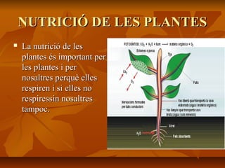 NUTRICIÓ DE LES PLANTESNUTRICIÓ DE LES PLANTES
 La nutrició de lesLa nutrició de les
plantes és important perplantes és important per
les plantes i perles plantes i per
nosaltres perquè ellesnosaltres perquè elles
respiren i si elles norespiren i si elles no
respiressin nosaltresrespiressin nosaltres
tampoc.tampoc.
 