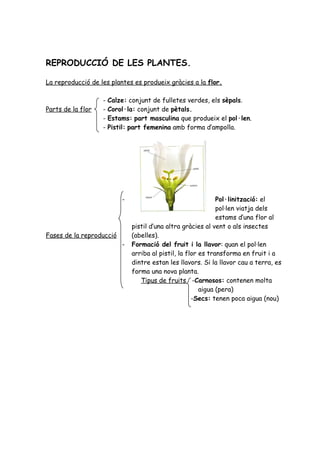 REPRODUCCIÓ DE LES PLANTES.

La reproducció de les plantes es produeix gràcies a la flor.

                   -   Calze: conjunt de fulletes verdes, els sèpals.
Parts de la flor   -   Corol·la: conjunt de pètals.
                   -   Estams: part masculina que produeix el pol·len.
                   -   Pistil: part femenina amb forma d’ampolla.




                           -                                   Pol·linització: el
                                                               pol·len viatja dels
                                                               estams d’una flor al
                               pistil d’una altra gràcies al vent o als insectes
Fases de la reproducció        (abelles).
                           -   Formació del fruit i la llavor: quan el pol·len
                               arriba al pistil, la flor es transforma en fruit i a
                               dintre estan les llavors. Si la llavor cau a terra, es
                               forma una nova planta.
                                  Tipus de fruits -Carnosos: contenen molta
                                                         aigua (pera)
                                                      -Secs: tenen poca aigua (nou)
 