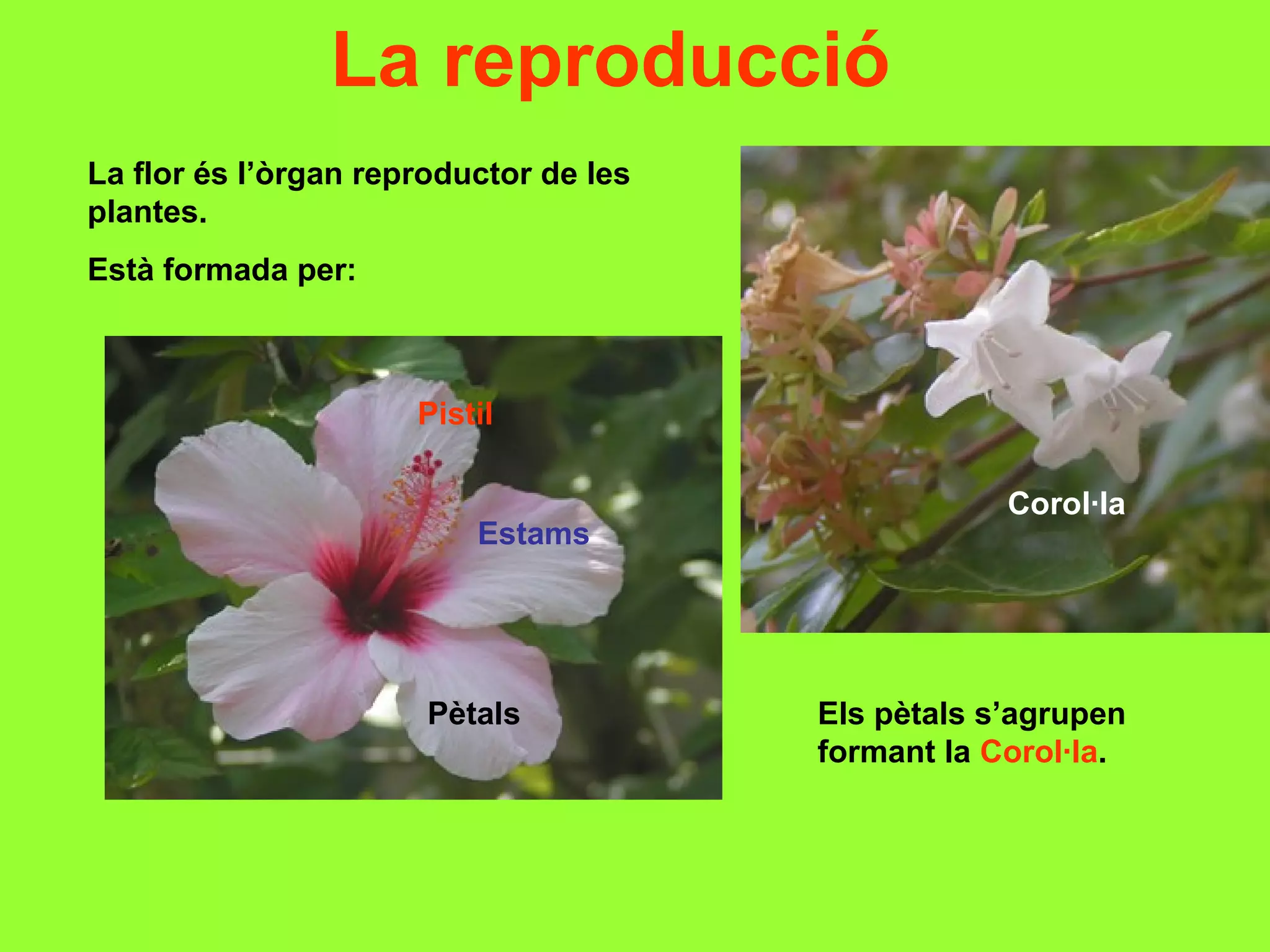 Les plantes PPT Les plantes PPT
