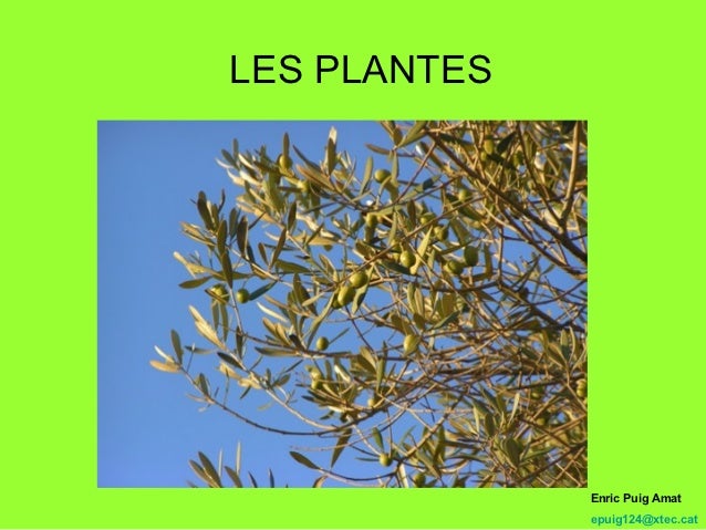 Resultado de imagen de les plantes xtec