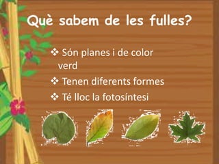 Què sabem de les fulles?

    Són planes i de color
    verd
    Tenen diferents formes
    Té lloc la fotosíntesi
 