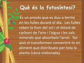 Què és la fotosíntesi?
És un procés que es duu a terme
en les fulles durant el dia. Les fulles
reben la llum del sol i el diòxid de
carboni de l’aire i l’aigua i les sals
minerals que absorbeix l’arrel. Tot
això el transformen convertint-lo en
aliment que distribueix per tota la
planta (sàvia elaborada).
 