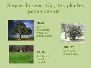 Segons la seva tija, les plantes
        poden ser un…

            ARBRE
            La tija,
            anomenada
            tronc, és
            grossa i dura.



                             ARBUST
            HERBA            La tija és
                             prima i dura.
            La tija és
            fina i
            flexible.
 