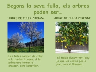 Segons la seva fulla, els arbres
          poden ser…
ARBRE DE FULLA CADUCA         ARBRE DE FULLA PERENNE




Les fulles canvien de color
                               Té fulles durant tot l’any,
a la tardor i cauen. A la
                               ja que les canvia poc a
primavera tornen a
                               poc, com el llimoner.
créixer, com l’ametller.
 
