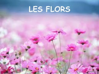 LES FLORS
 
