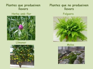Plantes que produeixen   Plantes que no produeixen
        llavors                    llavors
   Herba amb flor                Falguera




      Llimoner
                                    Molsa
 