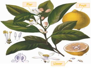 Flor            Fruit




       Llavor
 