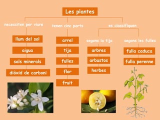 Les plantes

necessiten per viure   tenen cinc parts               es classifiquen


     llum del sol           arrel         segons la tija      segons les fulles

         aigua               tija           arbres             fulla caduca

    sals minerals           fulles         arbustos            fulla perenne

                            flor            herbes
  diòxid de carboni

                            fruit
 
