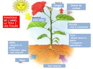 Oxigen       Diòxid de
                                                          carboni



FUNCIONS
DE L’ARREL,               Llum solar
                               solar
LA TIJA I
                                                        FULLES
                                                       FULLES
LES FULLES                                             -Fan lala fotosíntesi
                                                        -Fan fotosíntesi



                                                        TIJA
                                                        -Manté dreta lala
                                                        -Manté dreta
                                                        planta
   ARREL                                                -Transporta
                                                        -Transporta
     ARREL
   -Subjecta la                                         substàncies
     Subjecta la planta
   planta
     Absorbeix aigua i
   -Absorbeix aigua
   i sals minerals
      sals minerals


           Llum solar
              Aigua

                                       Sals minerals
 
