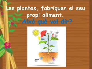 Les plantes, fabriquen el seu
        propi aliment.
     Això què vol dir?
 