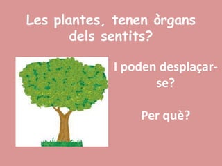 Les plantes, tenen òrgans
       dels sentits?

            I poden desplaçar-
                   se?

                Per què?
 