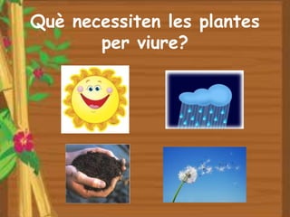 Què necessiten les plantes
       per viure?
 