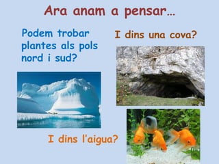 Ara anam a pensar…
Podem trobar       I dins una cova?
plantes als pols
nord i sud?




     I dins l’aigua?
 