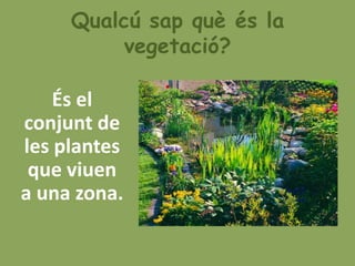 Qualcú sap què és la
          vegetació?

    És el
conjunt de
les plantes
 que viuen
a una zona.
 