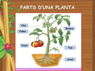 PARTS D’UNA PLANTA


 Flor
              Branca
Fulles




  Fruit
               Tija




               Arrel
 