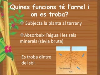 Quines funcions té l’arrel i
      on es troba?
    Subjecta la planta al terreny

   Absorbeix l’aigua i les sals
   minerals (sàvia bruta)


    Es troba dintre
    del sòl.
 