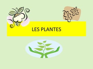 LES PLANTES
 