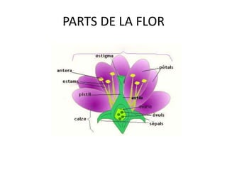 PARTS DE LA FLOR
 