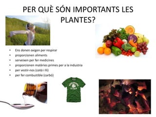 PER QUÈ SÓN IMPORTANTS LES
PLANTES?
• Ens donen oxigen per respirar
• proporcionen aliments
• serveixen per fer medicines
• proporcionen matèries primes per a la industria
• per vestir-nos (cotó i lli)
• per fer combustible (carbó)
 