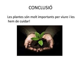 CONCLUSIÓ
Les plantes són molt importants per viure i les
hem de cuidar!
 