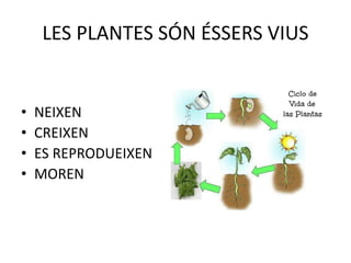 LES PLANTES SÓN ÉSSERS VIUS
• NEIXEN
• CREIXEN
• ES REPRODUEIXEN
• MOREN
 