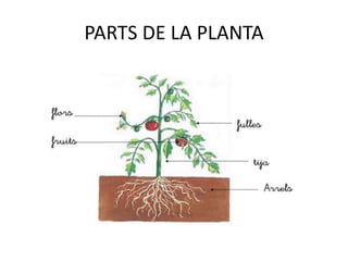 PARTS DE LA PLANTA
 