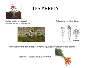 LES ARRELS
Creixen sota terra (cap avall) i Trobem diferents tipus d’arrels
ajuden a sostenir la planta al sòl.
Xuclen els nutrients de la terra (sals minerals i aigua) pels pèls absorbents de les arrels
UN EXEMPLE CURIÓS D’ARREL ÉS LA PASTANAGA.
 