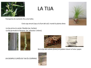 LA TIJA
Transporta els nutrients fins a les fulles
Creix cap amunt (cap a la llum del sol) i manté la planta dreta
-La tija prima és verda i flexible (ex: herbes)
-La tija gruixuda és llenyosa (ex: arbustos i arbres).
De la tija dels arbres (tronc) en podem treure la fusta i paper.
UN EXEMPLE CURIÓS DE TIJA ÉS L’ESPÀRREC
 