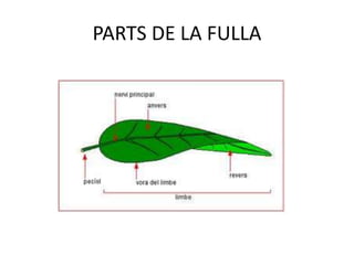 PARTS DE LA FULLA
 