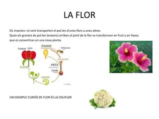 LA FLOR
Els insectes i el vent transporten el pol.len d’unes flors a unes altres.
Quan els granets de pol.len (estams) arriben al pistil de la flor es transformen en fruit o en llavor,
que es convertiran en una nova planta.
UN EXEMPLE CURIÓS DE FLOR ÉS LA COLIFLOR
 