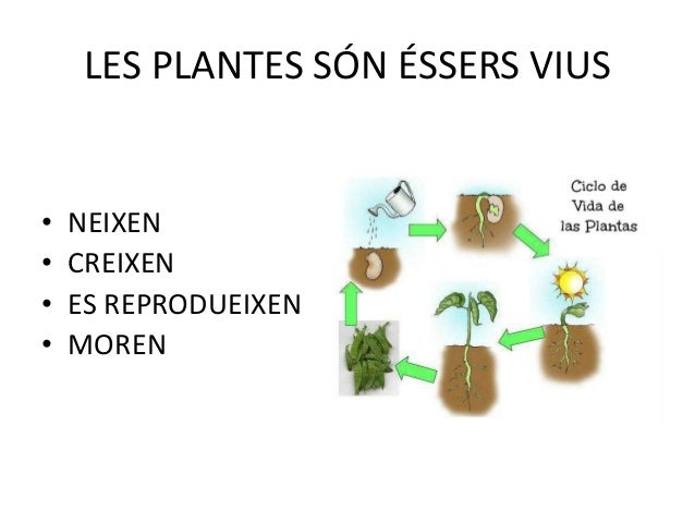 Les produits utiles à la puissance pour hommes