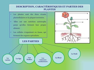 DESCRIPTION, CARACTÉRISTIQUES ET PARTIES DES 
PLANTES 
• Les plantes sont des êtres vivants 
pluricellulaires et la plupart terrestres. 
• Elles ont une nutrition autotrophe 
parçe qu’elles forment leur propre 
aliment. 
• Les cellules s’organisent en tissus, qui 
forment des organes spécialisés. 
LES PARTIES 
La 
racine 
La tige 
Les 
feulles 
Les 
vaisseaux 
conducteurs 
La fleur 
Le fruit 
 