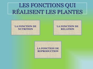 LES FONCTIONS QUI 
RÉALISENT LES PLANTES 
LA FONCTION DE 
NUTRITION 
LA FONCTION DE 
RELATION 
LA FONCTION DE 
REPRODUCTION 
 
