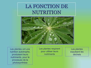 LA FONCTION DE 
NUTRITION 
Les plantes ont une 
nutrition autotrophe, 
produisent leurs 
nutriments, pour le 
procesuss de la 
photosynthèse 
Les plantes respirent 
pour utiliser leurs 
nutriments 
Les plantes 
expulsent les 
déchets 
 