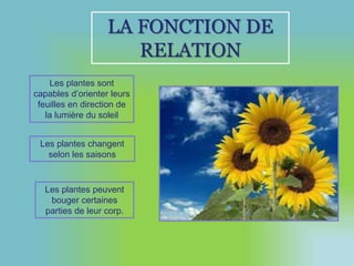 LA FONCTION DE 
RELATION 
Les plantes sont 
capables d’orienter leurs 
feuilles en direction de 
la lumière du soleil 
Les plantes changent 
selon les saisons 
Les plantes peuvent 
bouger certaines 
parties de leur corp. 
 