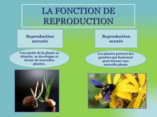LA FONCTION DE 
REPRODUCTION 
Reproduction 
asexuée 
Reproduction 
sexuée 
Une partie de la plante se 
détache, se developpe et 
forme de nouvelles 
plantes. 
Les plantes portent des 
gamètes qui fusionent 
pour former une 
nouvelle plante 
 