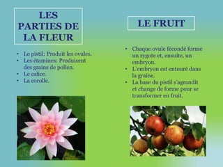 LES 
PARTIES DE 
LA FLEUR 
LE FRUIT 
• Le pistil: Produit les ovules. 
• Les étamines: Produisent 
des grains de pollen. 
• Le calice. 
• La corolle. 
• Chaque ovule fécondé forme 
un zygote et, ensuite, un 
embryon. 
• L’embryon est entouré dans 
la graine. 
• La base du pistil s’agrandit 
et change de forme pour se 
transformer en fruit. 
