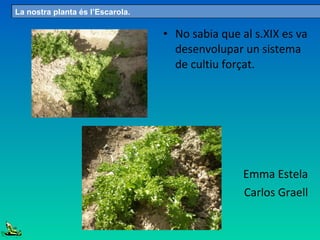 • No sabia que al s.XIX es va
desenvolupar un sistema
de cultiu forçat.
Emma Estela
Carlos Graell
La nostra planta és l’Escarola.
 