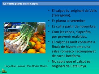 • El calçot és originari de Valls
(Tarragona).
• Es planta al setembre
• Es cull a partir de novembre.
• Com les cebes, s’aprofita
per prevenir malalties.
• El calçot és molt consumit a
finals de hivern amb una
salsa romesco i acompanyat
de carn i botifarra.
• No sabia que el calçot és
originari de Catalunya.
La nostra planta és: el Calçot.
Hugo Siso Larrosa i Pau Rodes Merino
 